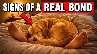 15 Things Dogs Only Do With The Person They Trust Most
