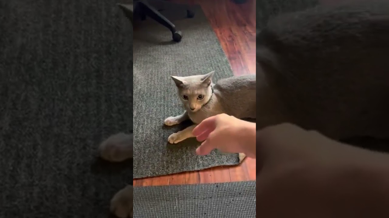 なでなででご満悦だった猫ちゃんが豹変 突然の シャー そしてすぐに仲直り ねこナビ