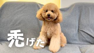 限界までモコモコを目指していたトイプードルに起こった悲劇【多頭飼い】