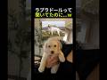 絶対ラブラドール・レトリバーって聞いてたのに…ｗ
