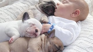 Top 10 French Bulldogs with their Friends