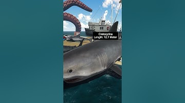 3D Sharks SIZE Comparison 2024 || Megalodon Vs Great White Shark Vs Porbeagle Shark  || 3D Animation