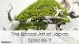 The Intricate Art of Bonsai ile ilgili video
