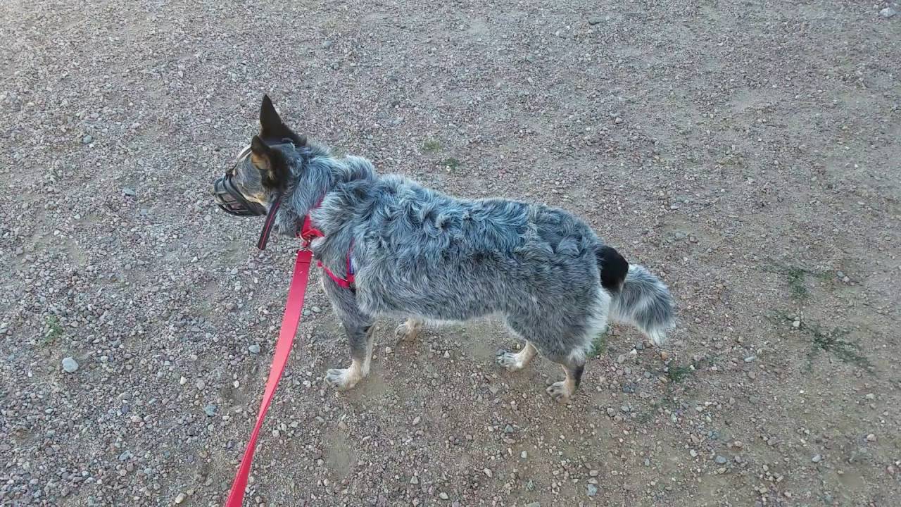 blue heeler aggression training