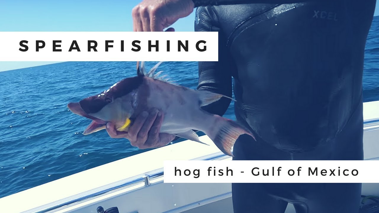 Spearfishing Hog Fish in the Gulf of Mexico