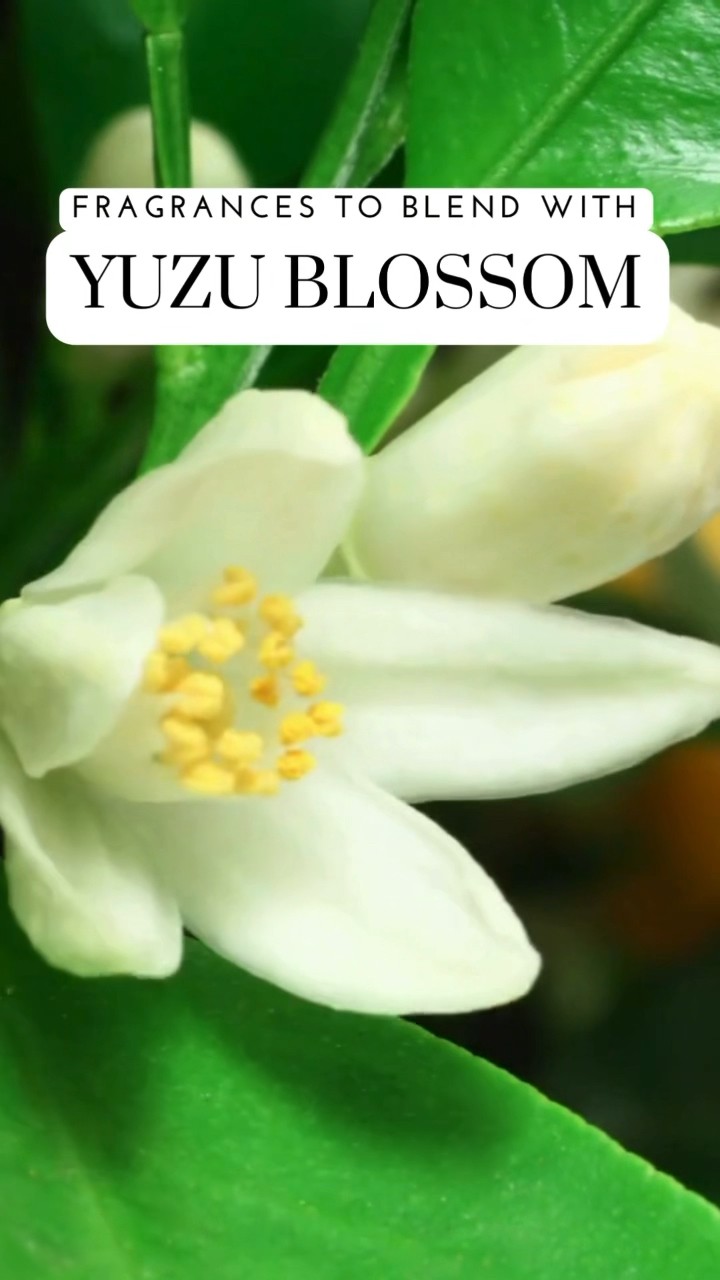 Yuzu Blossom | Fragrance Blends - YouTube