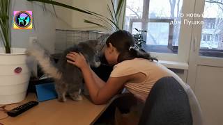 Это должен посмотреть каждый Котёнок Пушок из приюта едет домой We took the kitten from a shelter Это должен посмотреть каждый Котёнок Пушок из приюта едет домой We took the kitten from a shelter