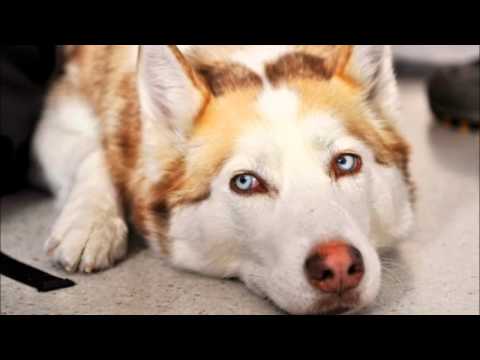Video: Perché I Cani Scelgono L'uomo: è Tutta Una Questione Di Ormone Dell'amore