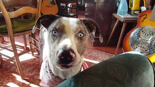 Luna The Talking Catahoula....