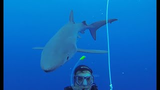 Shark Selfie Gopro Hero Tintorera #sharkdive #sharkweek Faial Azores #sharkselfie #blueshark