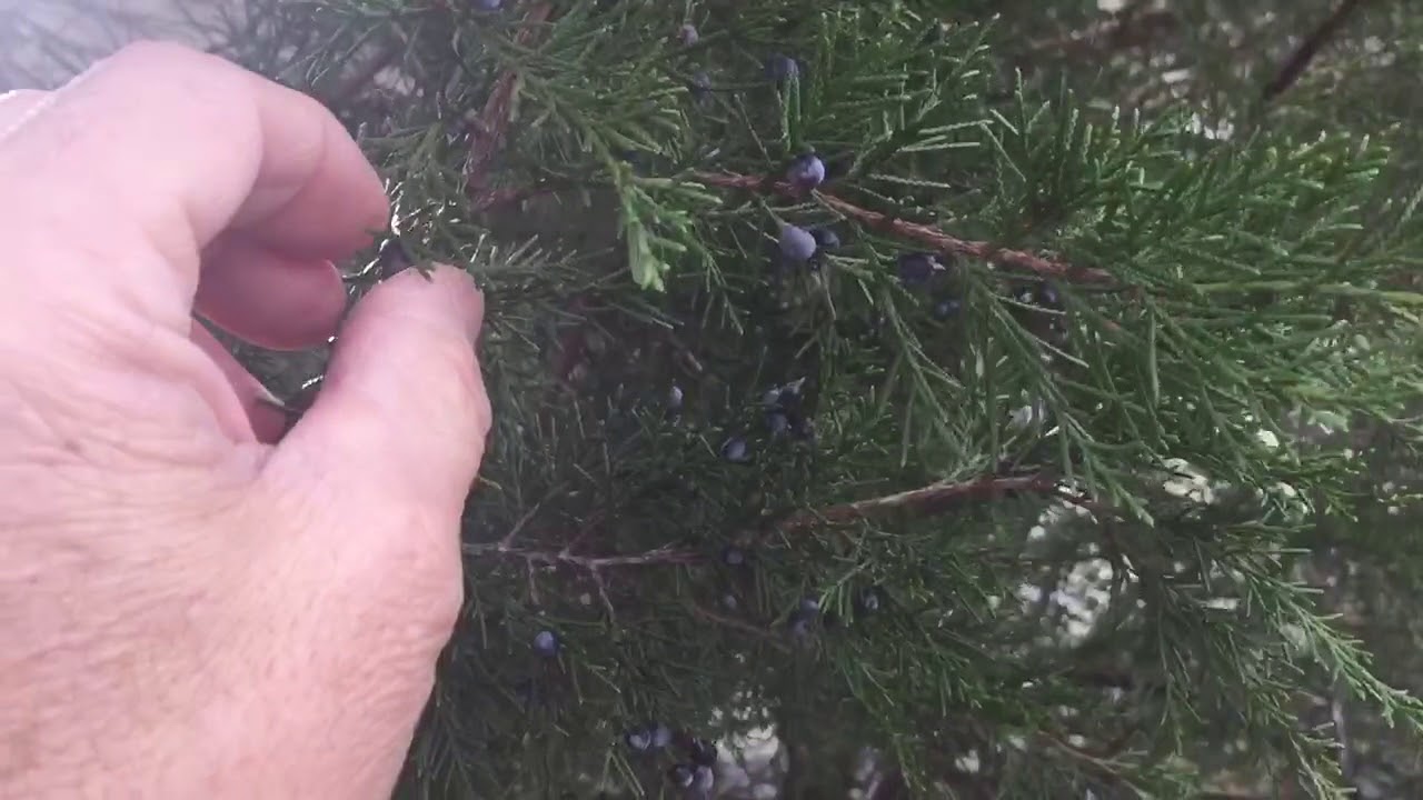 The Wild Edible Juniper Berry - Awesome Spice