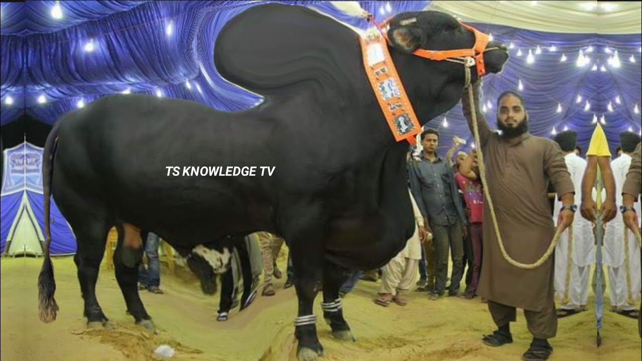 World Biggest Eid al-Adha Bulls of RJ Cattle Farm 2022
