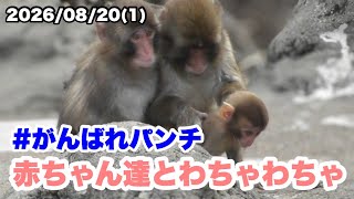 8/20夕方(１) パンチくん、お友達と一緒に赤ちゃん達と遊ぶ（Punch-kun plays with the babies alongside his friends.) 2026.08.20
