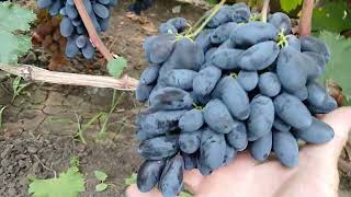 видео: 1.08.25. Какие формы меня удивили? Пишите в Ватсап +79891221951 картинка: 1.08.25. Какие формы меня удивили? Пишите в Ватсап +79891221951