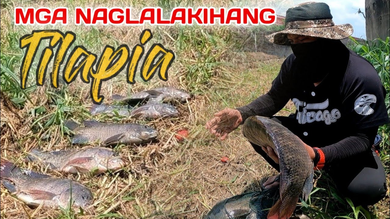 EP59 - MGA NAGLALAKIHANG TILAPIA...3KILOS ANG BIGAT