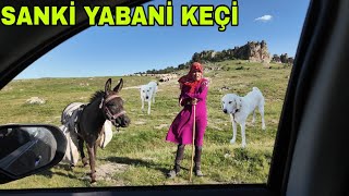 Doğum Yapinca Yabani̇leşen Keçi̇.tek Şansim Vardi Bi̇r Foter Yeter