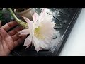 Цветение эхинопсиса. Цветок больше самого кактуса.
