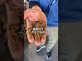 この魚のアラ絶対に捨てません#熊本 #農業を盛り上げたい #魚粉肥料
