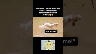 Butterflies swarm dog😮 #fyp #viral #animals #dog #dogs #butterfly #bug #cute #fypシ #shorts #yt #aww