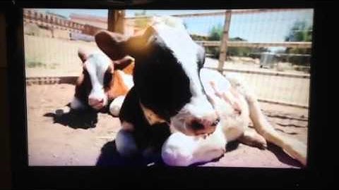 Atlas Genius talk on Factory Farming