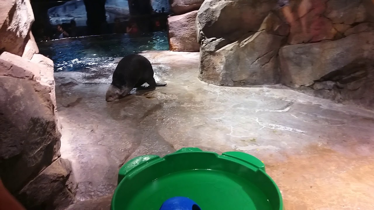 20180625 Sea Otters in Georgia Aquarium 2 - YouTube