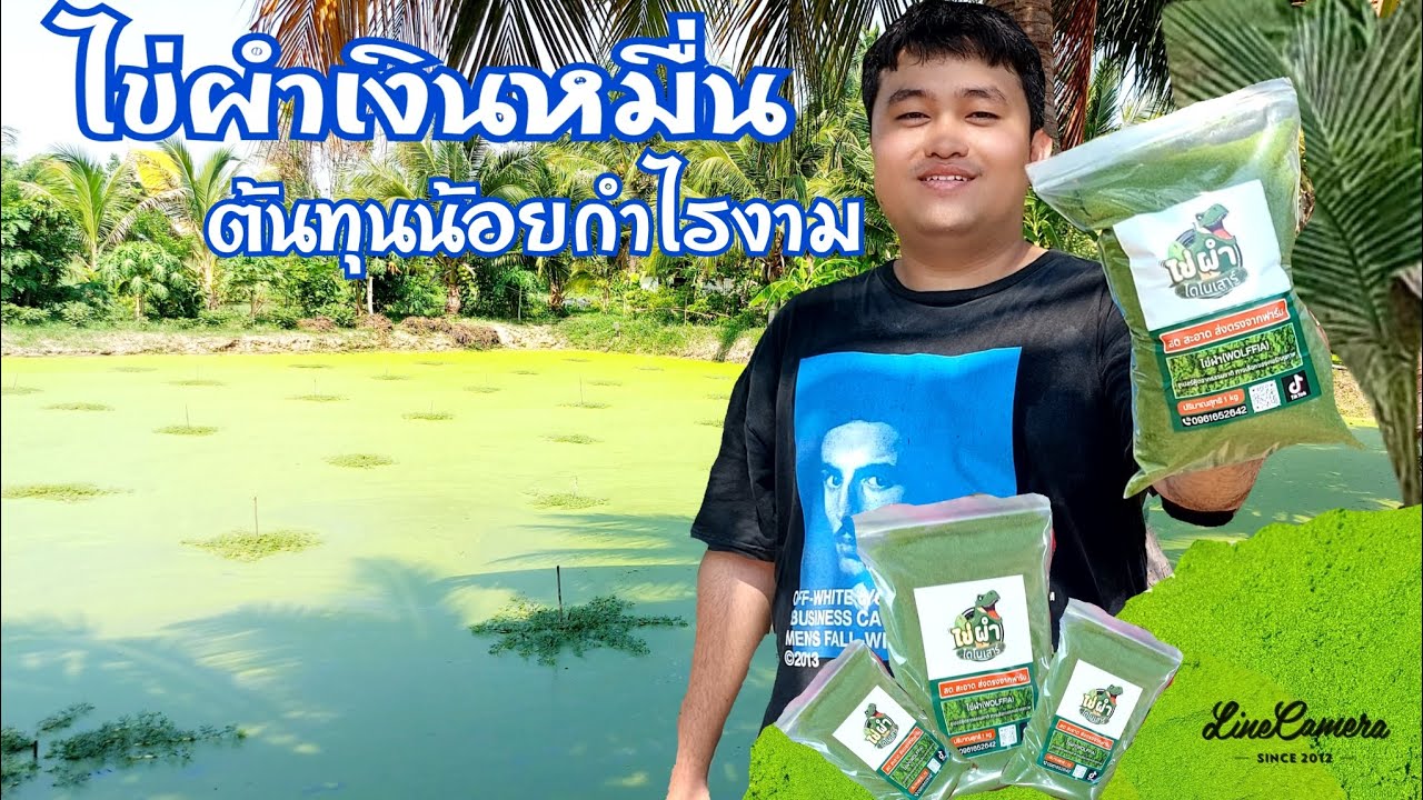 เลี้ยงไข่ผำต้นทุนน้อยสร้างรายได้หลายหมื่นบาท/เดือน#เกษตรอินทรีย์