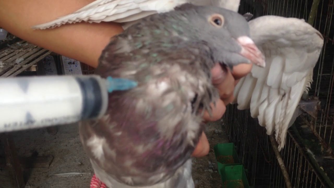 BỒ CÂU BỊ BỆNH CHƯỚNG DIỀU ĐẦY HƠI. CÁCH ĐIỀU TRỊ KHỎI 100%