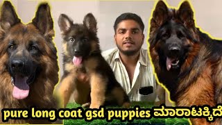 Show quality gsd long coat Puppies for sale  8310691948  Mysore