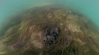 Explore Sarasota Bay's Seagrass Beds and Mangroves in 360!