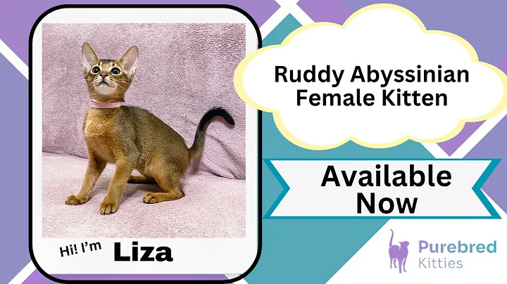 Video 6290281: abyssinian female kitten, adorable abyssinian kitten, purebred kitties, eyes kitten