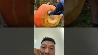 Datos collect seeds and sculpt giant pumpkins #30 #gardening #giantpumpkins #pumpkin #asmr #halloween Actualización