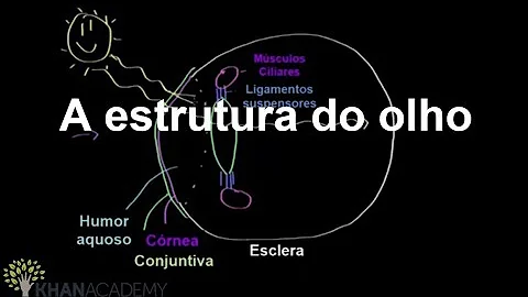 Qual é a estrutura do globo ocular?