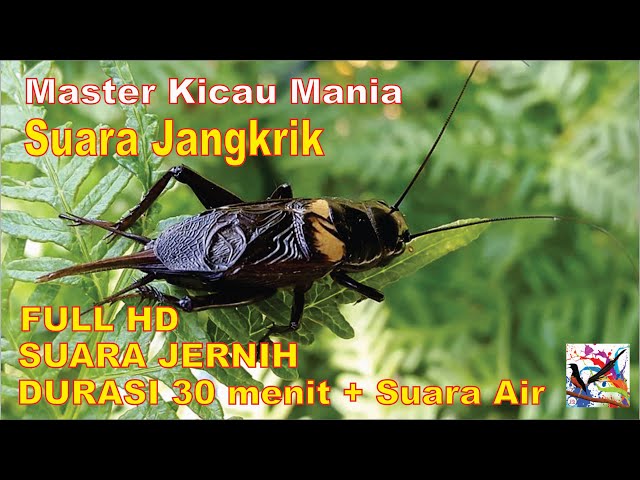 Masteran Murai, Suara JANGKRIK Durasi Panjang + Terapi Suara Air Mengalir...FULL HD...!!! class=