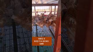 ECONOMY KEJI YA KUKU 1000 IMEKAMILIKA SIKU 4 ECONOMY KEJI YA KUKU 1000 IMEKAMILIKA SIKU 4