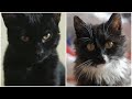 Rescued Kittens Meet For First Time | Ally Meets Bagheera