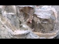 サル山:バラと赤ちゃん「おかあちゃんっ、待って!」(1)(ニホンザル)@上野動物園 / "Wait ! Mommy !!"(Japanese macaque) - DSCN4968