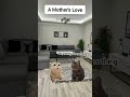 The Reality of a Mother’s Love ❤️ #cat #memes #catmemes #sadstory #viralvideo #viralshorts
