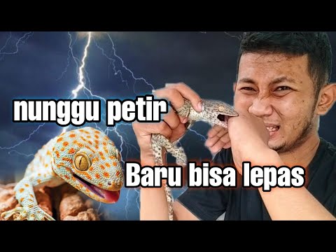 Video: Bagaimana cara melepas katup gigitan hiu?