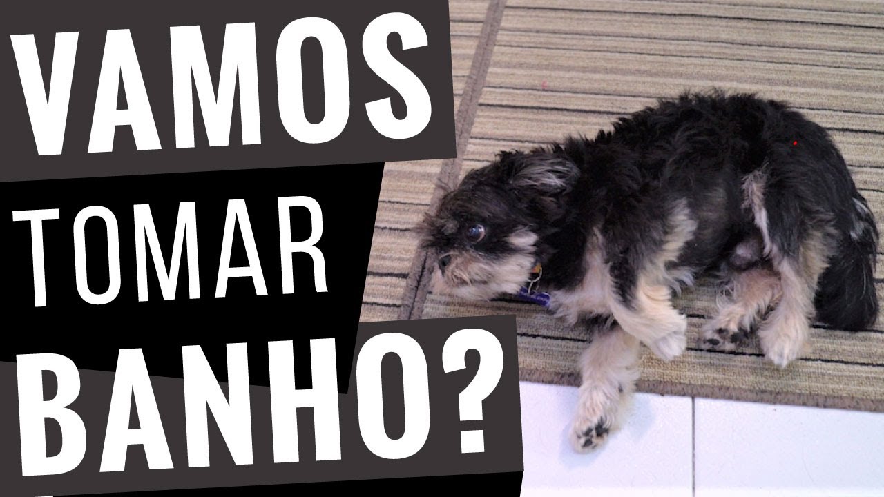 Canarinhos De Cristo Quando A Trombeta Tocar Palco Mp3 O Cego De Jerico Hino 476 Harpa Crista N 476 Acustico Sanfona E Cajon Bateranatan Youtube