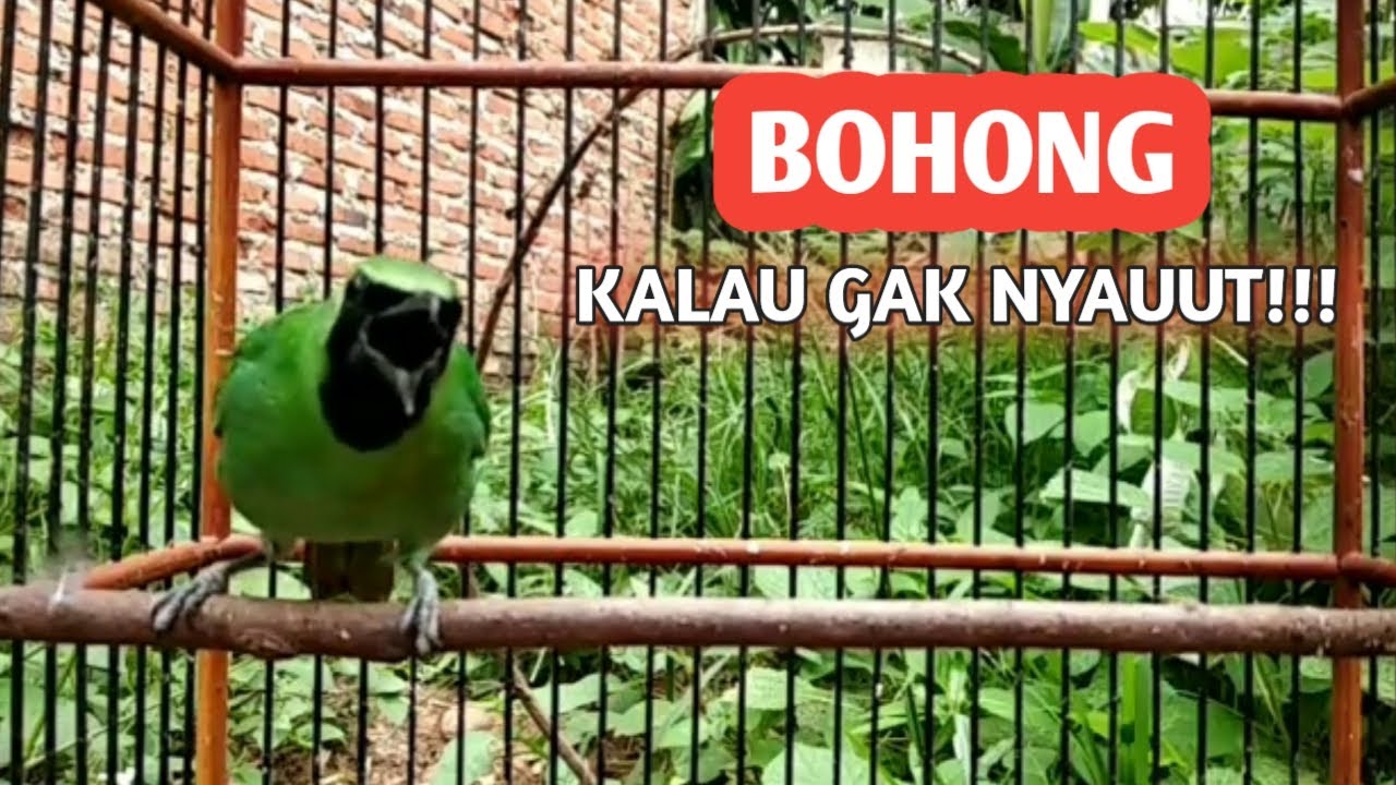 Cucak Ijo Gacor Bongkar Isian Full bikin ijo Mana saja ikutan Gacor - Masteran Cucak Ijo