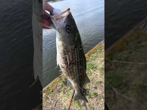 Another nice day #fishing #fyp #viral #shorts