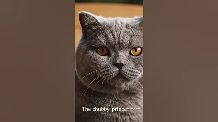 Watch the video about British Shorthair the chubby prince 🐱👑 #britishshorthair #catlovers #funnycat #viralcat #shorts #veo