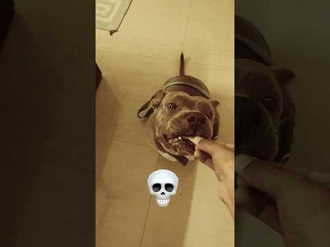 Pitbull bite force 💀🐊😈 #viralvideo #trending #pitbull #biteforce #aggressive