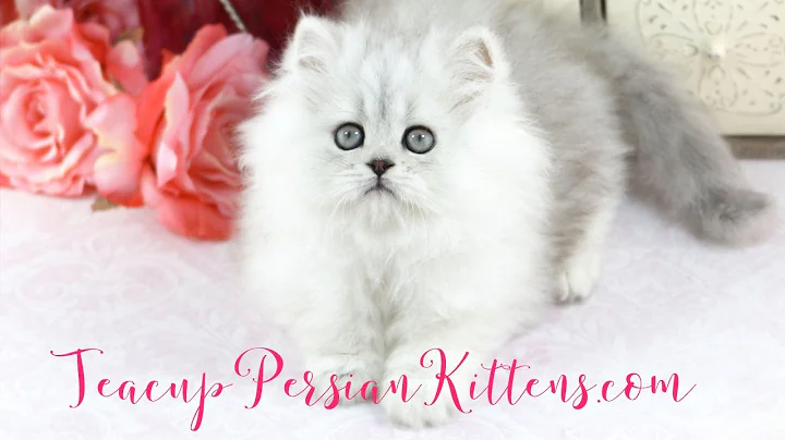 Video 559961: persian kittens cattery, male silver persian kitten