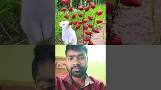 #sweet sev #angur lichi #fruits #taja phal viral #short #video