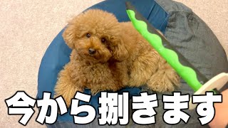 ステーキかと思ったらうちの犬だった件。