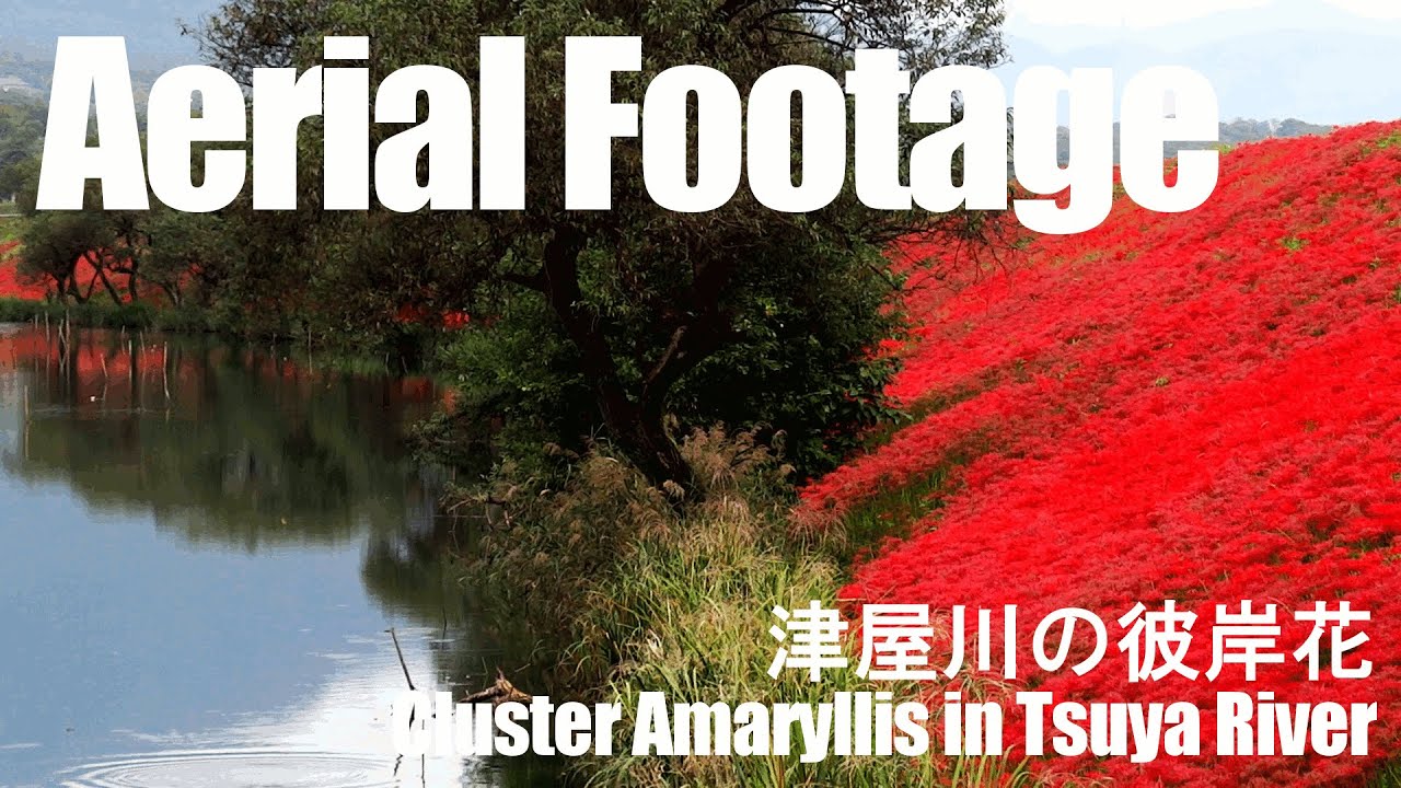 ドローン空撮 津屋川 彼岸花 Youtube