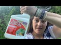 Fish Emulsion and Copper Fungicide on the Maters