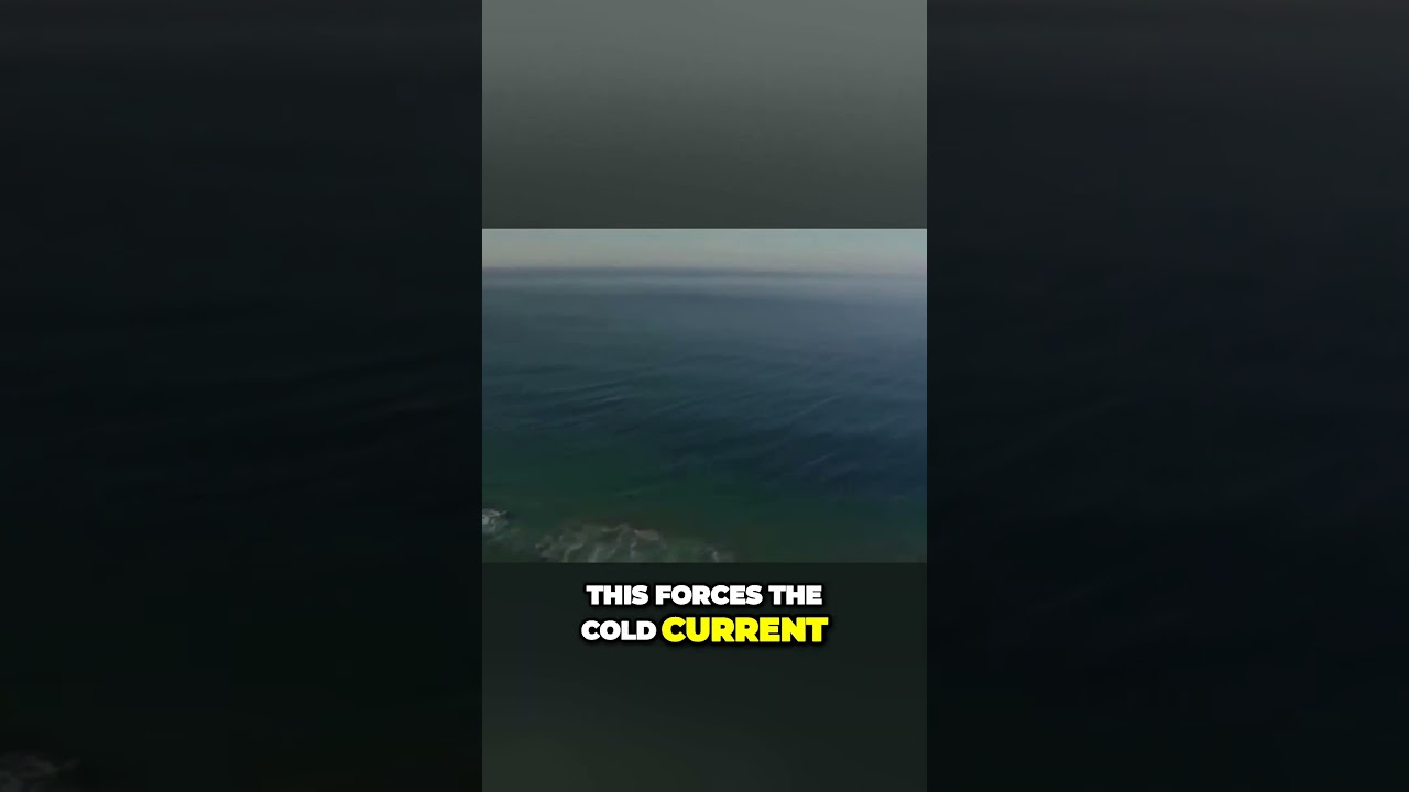 Survival Under Pressure  Sardines Face Terrifying Predators in Hostile Territory