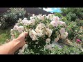 Обрезка роз групп шрабы и флорибунда после первого цветения